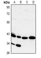 SIRPG Antibody