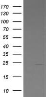 Monoclonal Mouse anti-Human LZIC Antibody (clone OTI4E6, IF, WB)
