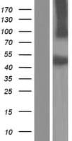 SRPX Protein (Over-Expression Lysate Myc-DDK (Flag))