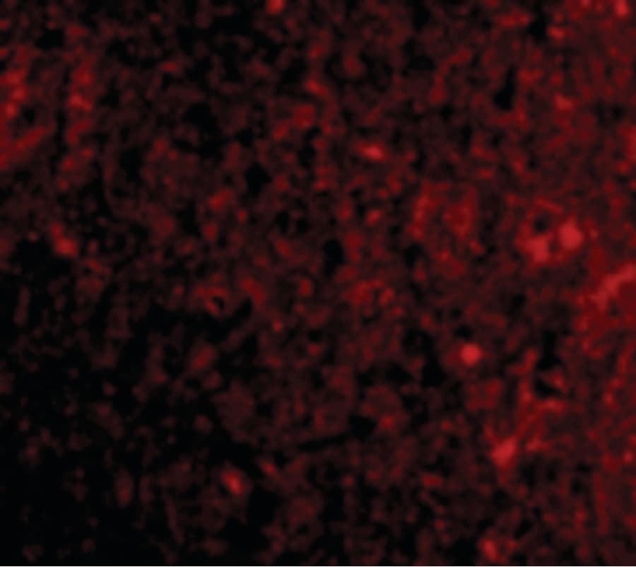 IHC-plus™ PDCD1 / CD279 / PD-1 Antibody