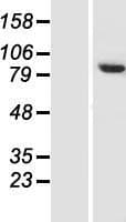 NELFCD / TH1L / TH1 Protein (Over-Expression Lysate Myc-DDK (Flag))