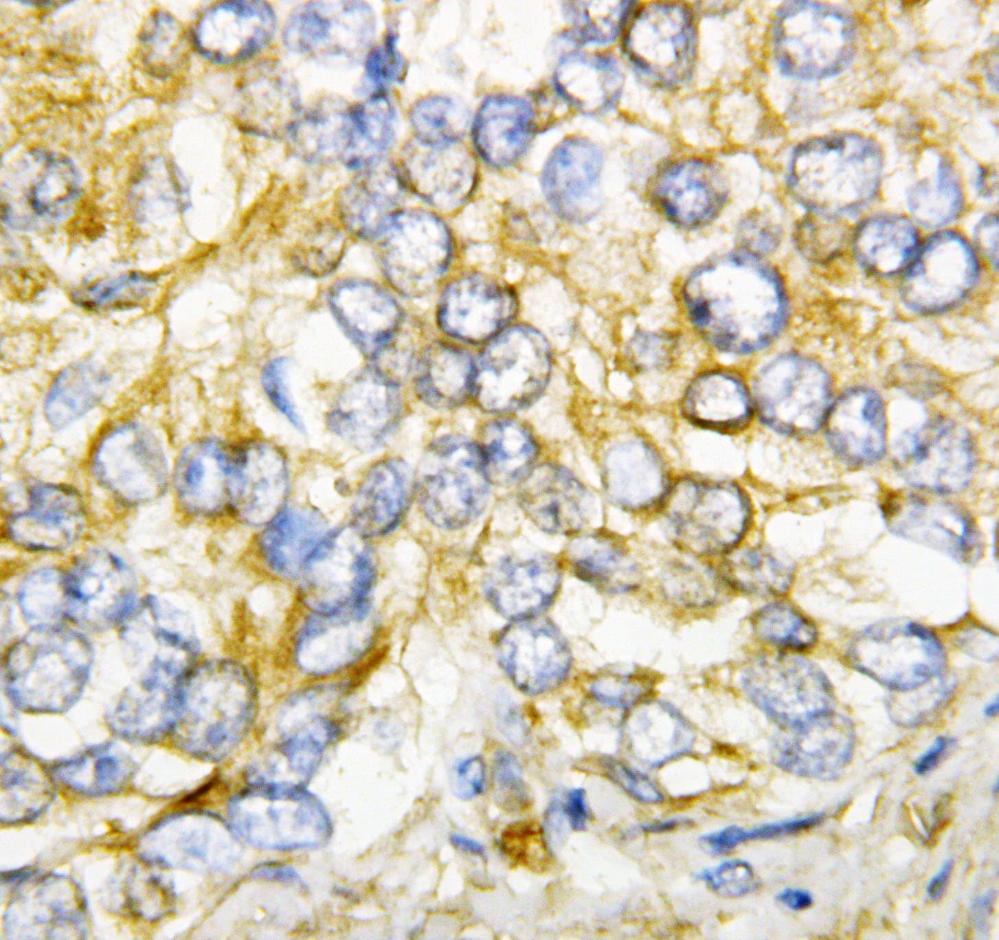 AIMP2 Antibody (aa298-320)