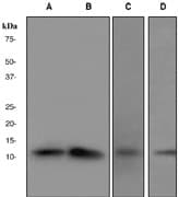 IHC-plus™ CDK2AP1 / DOC1 Antibody (Internal, clone Clone-R76)