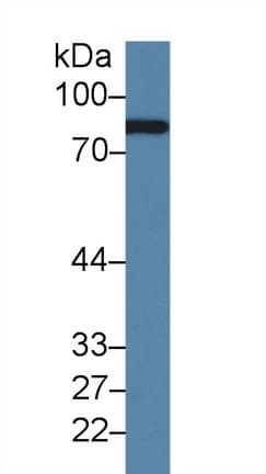 CFB / Complement Factor B Antibody (aa269-382, APC)