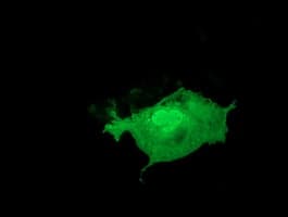 LIN7B Antibody (clone OTI1G1)