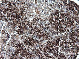 CD163 Antibody (clone OTI1D5)