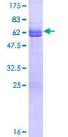 Human NECAP1 Protein (Recombinant GST)