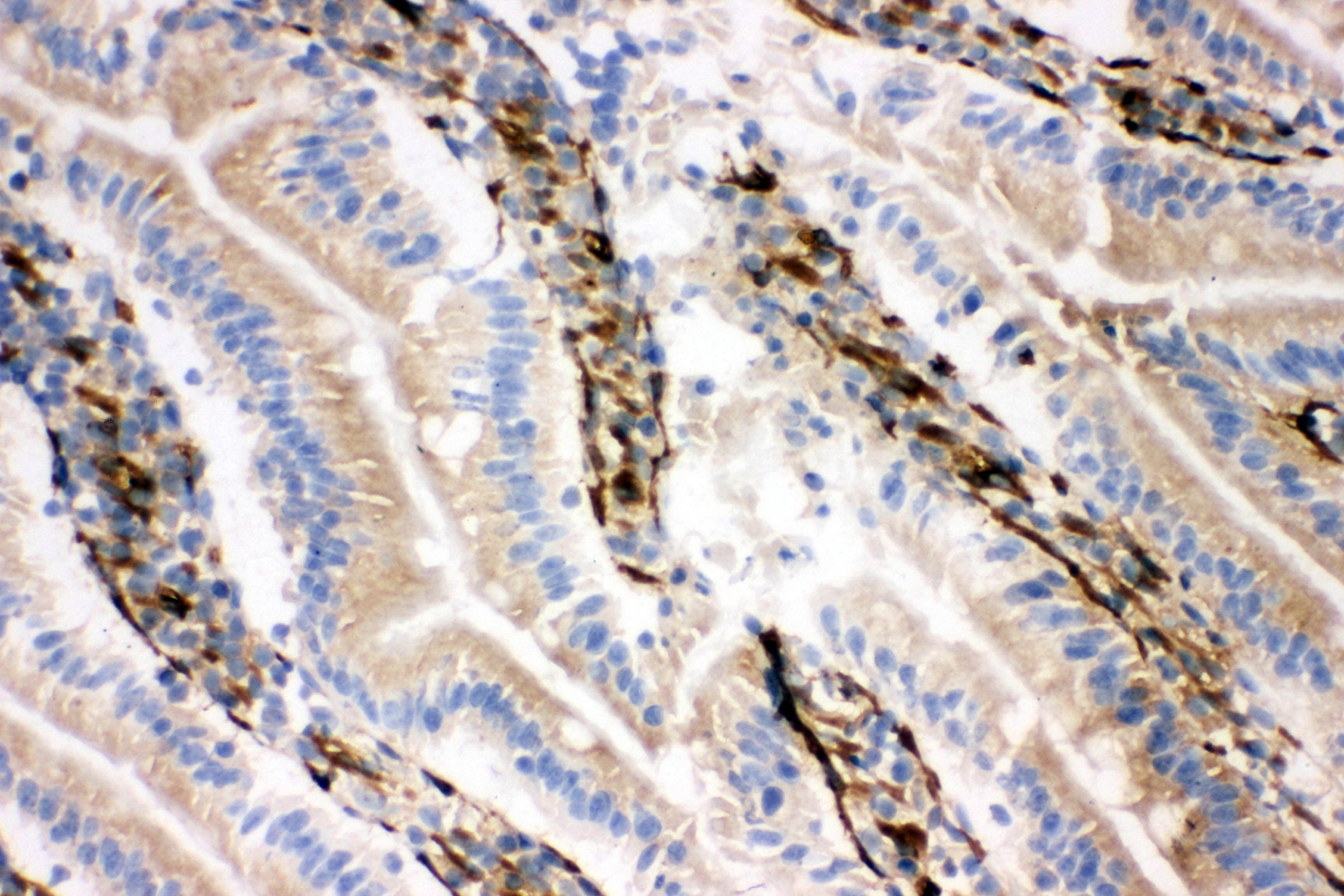NRG1 / Heregulin / Neuregulin Antibody (aa617-636)