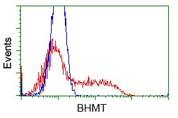 IHC-plus™ BHMT Antibody (clone 3E11)