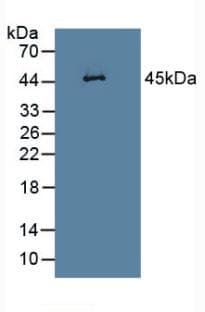 SERPINB1 Antibody (aa17-332, APC)