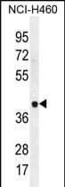Polyclonal Rabbit anti-Human LRRC38 Antibody (aa 188-216, C-term, IHC, WB)
