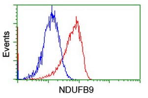 NDUFB9 Antibody (clone OTI13H11)