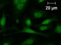 FOS / c-FOS Antibody (clone 554C1a)