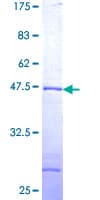 Human UBE2G2 Protein (Recombinant GST)