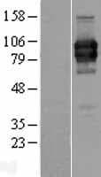 LILRA2 / CD85h / ILT1 Protein (Over-Expression Lysate Myc-DDK (Flag))
