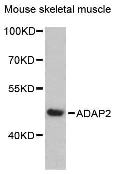 ADAP2 / CENTA2 Antibody