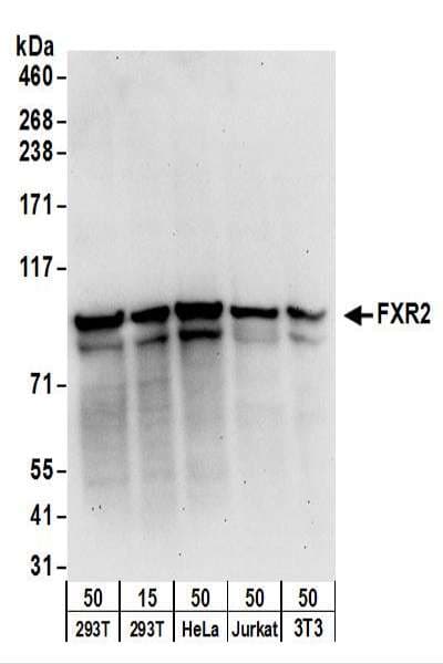 FXR2 Antibody (aa637-673)