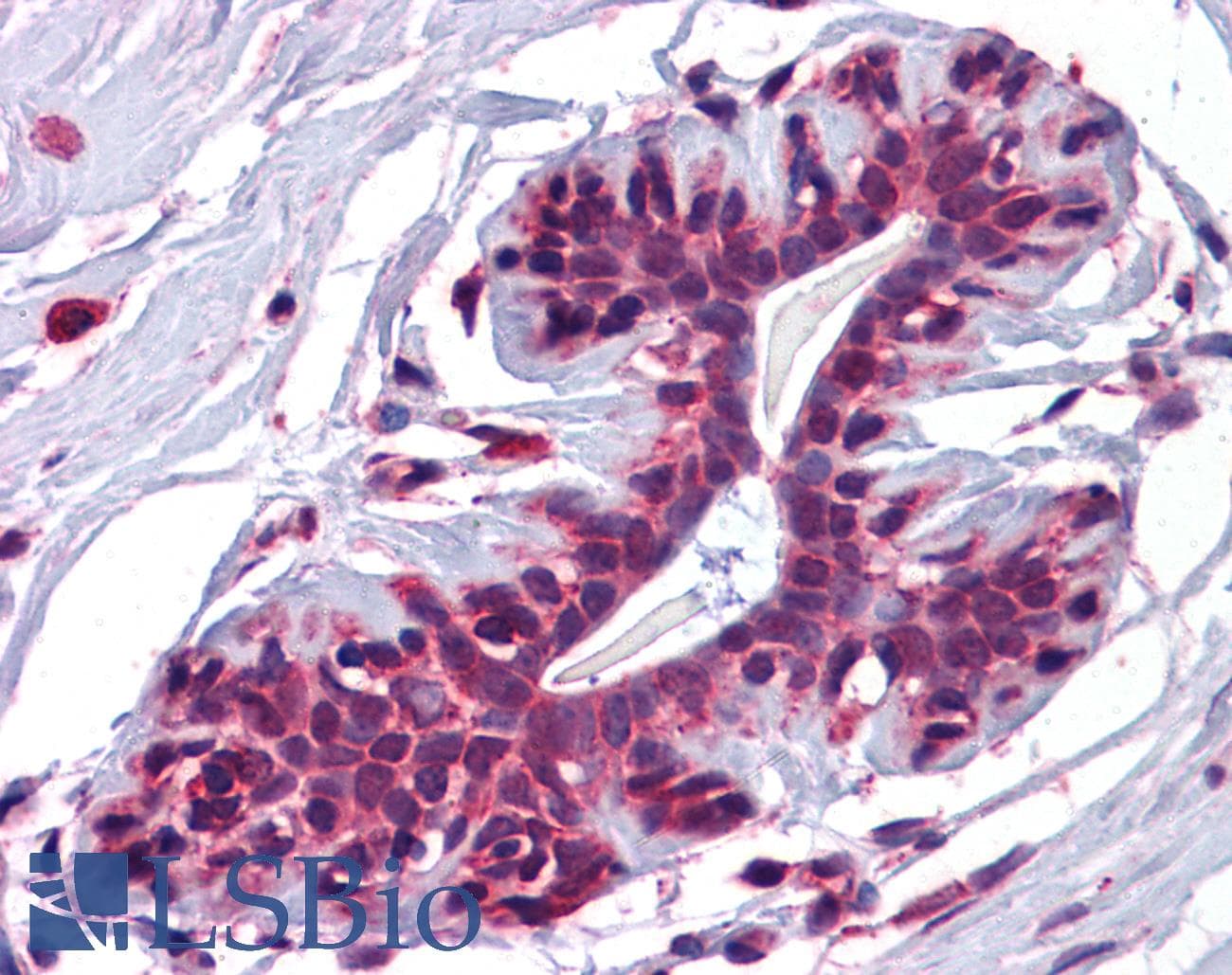 IHC-plus™ JMJD4 Antibody