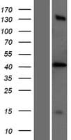 PTRF / CAVIN Protein (Over-Expression Lysate Myc-DDK (Flag))