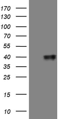 MRPL44 Antibody (clone OTI2A8)