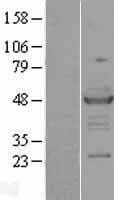 RAD23A / HHR23A Protein (Over-Expression Lysate Myc-DDK (Flag))