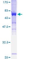 Human ATP6V1H Protein (Recombinant GST)