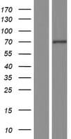 NT5C1B Protein (Over-Expression Lysate Myc-DDK (Flag))