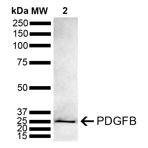 PDGF-BB Antibody (PerCP)