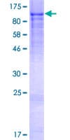 Human ADAM7 Protein (Recombinant GST)