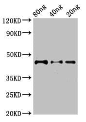 DYNC2H1 Antibody