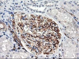 Adiponectin Antibody (aa19-244, clone OTI1H1, Carrier-free)