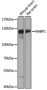 Polyclonal Rabbit anti-Mouse N4BP1 Antibody (WB)