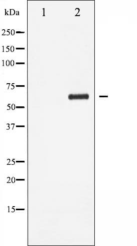 Polyclonal Rabbit anti-Human CCNB1 / Cyclin B1 Antibody (phospho-Ser147, IHC, IF, WB)