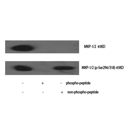 Polyclonal Rabbit anti-Human DUSP1 + DUSP4 Antibody (230-310 aa, IHC, WB)