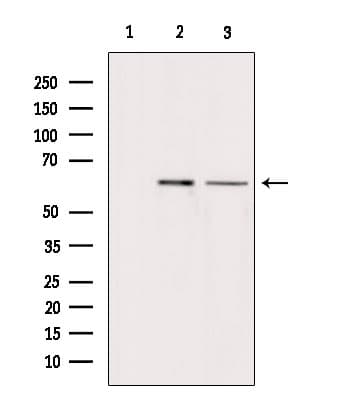 Polyclonal Rabbit anti-Human ARSH / Arylsulfatase H Antibody (WB)