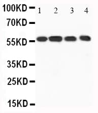 CAMKK1 Antibody (aa10-31)