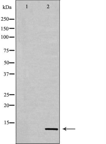 Histone H4 Antibody