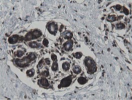 MIPEP Antibody (aa174-516, clone OTI5E7, Carrier-free)