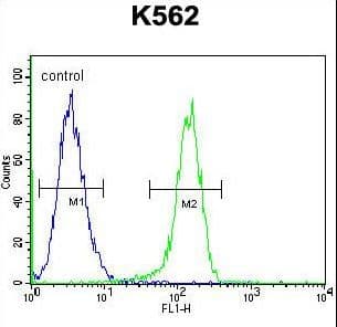 MYO19 / Myosin XIX Antibody (aa554-582)