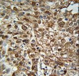 WDR43 Antibody (aa636-665)