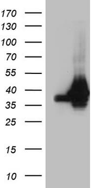 HnRNP A0 Antibody (aa139-183, clone OTI8H8)
