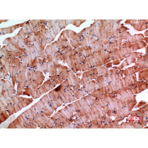 INHBE / Activin Antibody (301-350 aa, C-terminal)