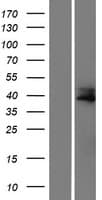 CCDC34 Protein (Over-Expression Lysate Myc-DDK (Flag))