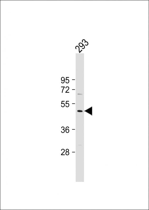 DEPTOR / DEPDC6 Antibody (N-Terminus)