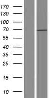 MEN1 / Menin Protein (Over-Expression Lysate Myc-DDK (Flag))