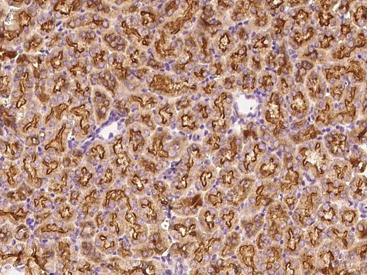 IFN Gamma / Interferon Gamma Antibody (Preservative Free)