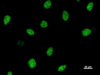 ASH2L / ASH2 Antibody (clone 2046D2a)