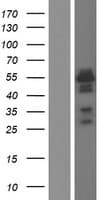 Human BLNK Protein (Over-Expression Lysate Myc-DDK (Flag))