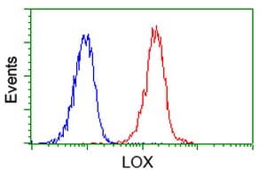 LOX / Lysyl Oxidase Antibody (clone OTI3C3)