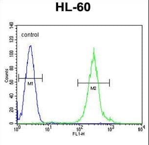 Polyclonal Rabbit anti-Human FANCC Antibody (aa527-555, IHC, IF, WB)